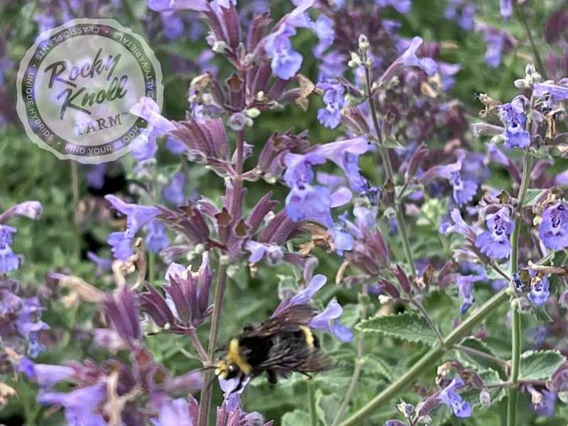 Nepeta Walker's Low Catmint plant from Rocky Knoll Farm