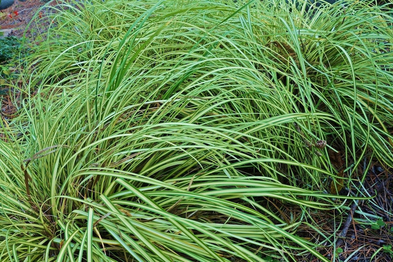 Variegated Moor Grass - Molinia caerulea plant from Rocky Knoll Farm
