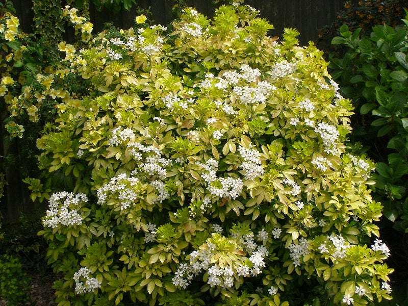 Choisya ternata Sundance (Mexican Orange Blossom) plant from Rocky Knoll Farm