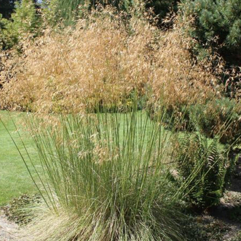 Giant Feather Grass (Stipa gigantea) plant from Rocky Knoll Farm