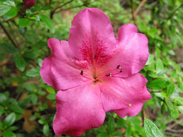 Pearl Bradford plant from Rocky Knoll Farm