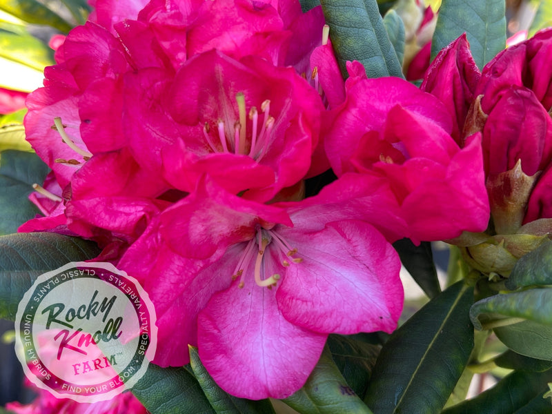 Lem's Fluorescent Pink - Rocky Knoll Farm