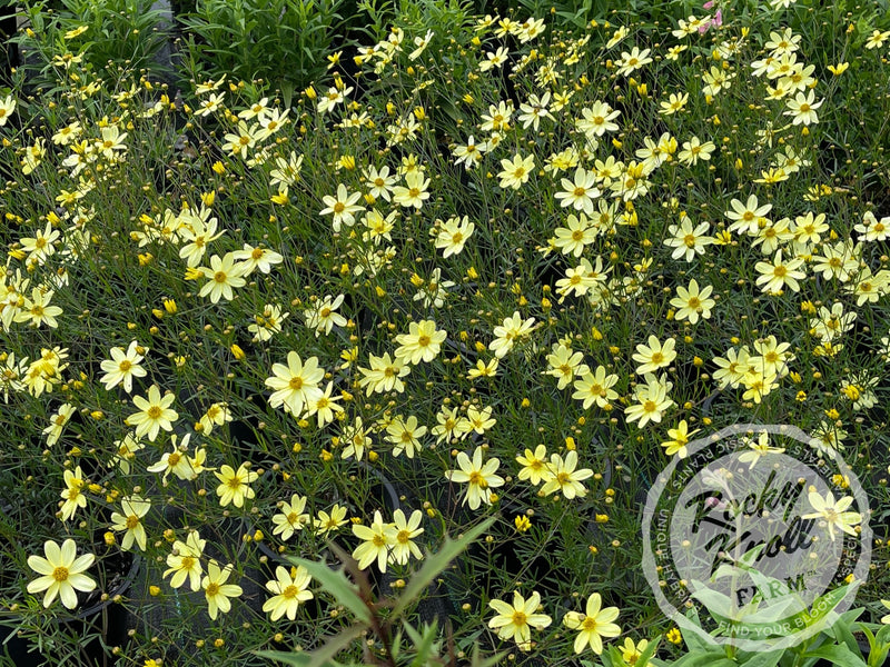Coreopsis Moonbeam Tickseed plant from Rocky Knoll Farm
