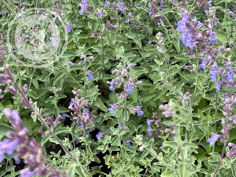Nepeta Walker's Low Catmint plant from Rocky Knoll Farm