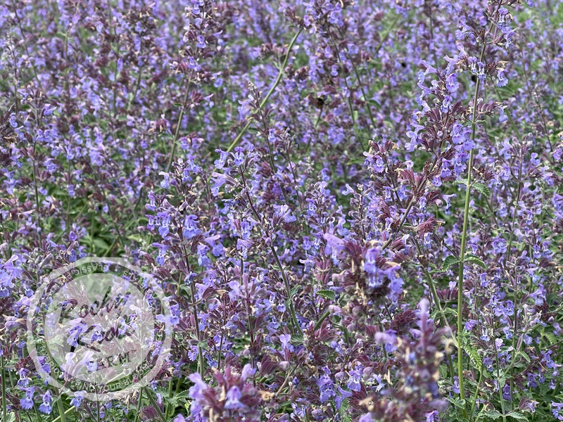 Nepeta Walker's Low Catmint plant from Rocky Knoll Farm