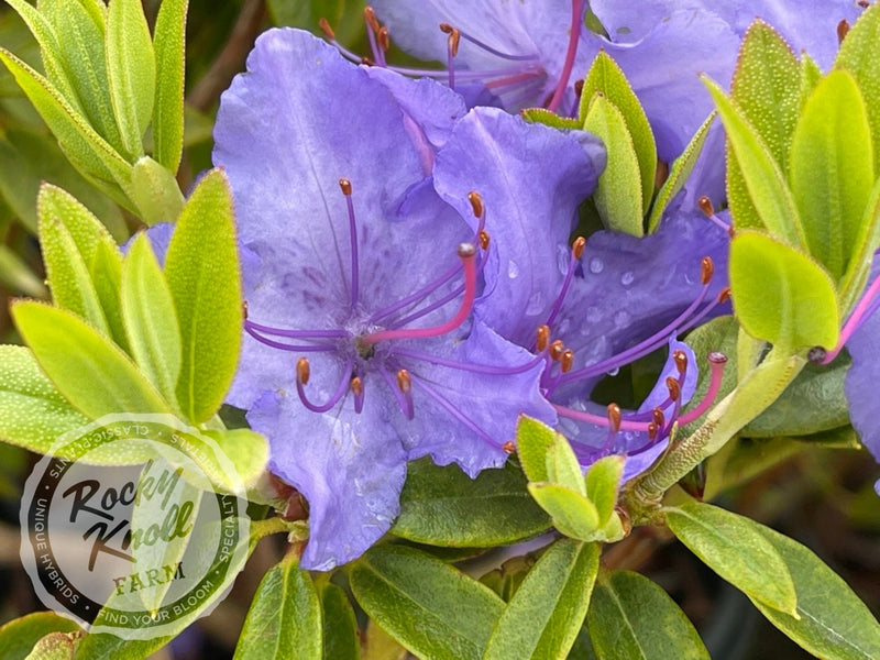 Bluebird (aka Blue Bird) plant from Rocky Knoll Farm