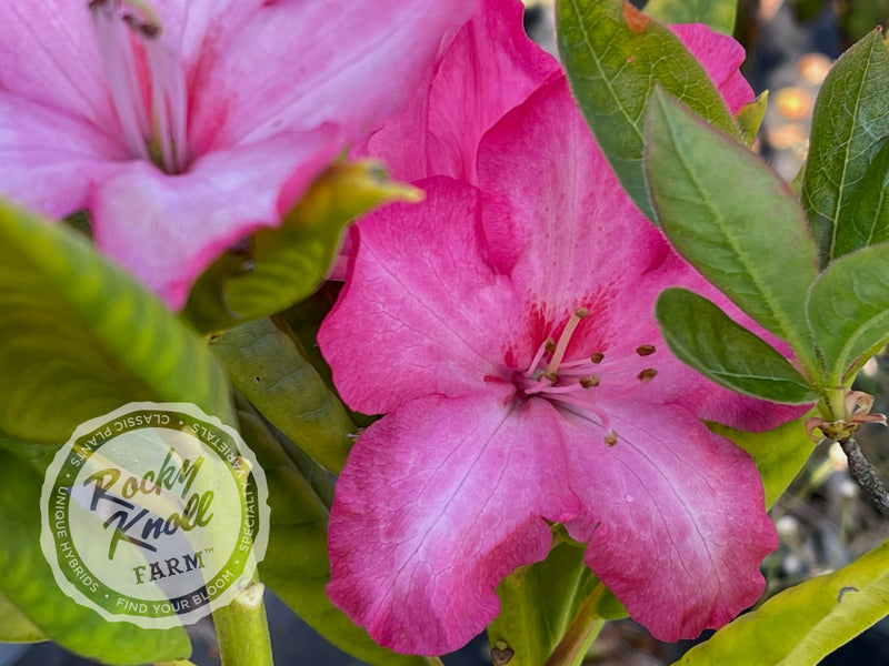 Lem's Fluorescent Pink - Rocky Knoll Farm