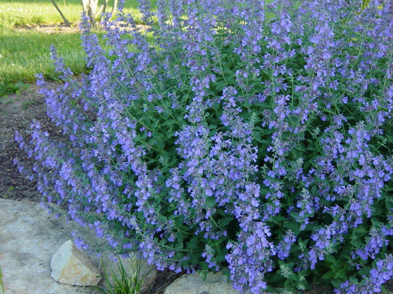 Nepeta Walker's Low Catmint plant from Rocky Knoll Farm