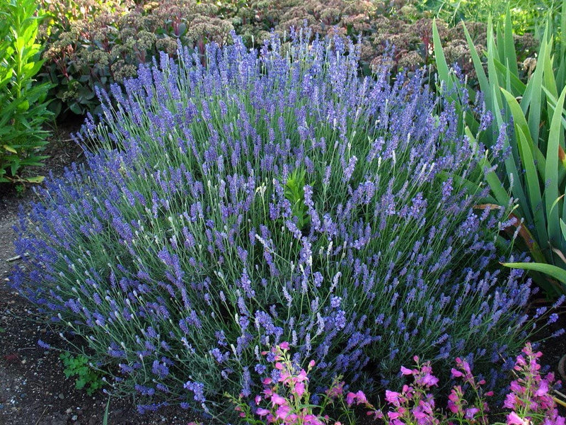 Hidcote Blue English Lavender plant from Rocky Knoll Farm
