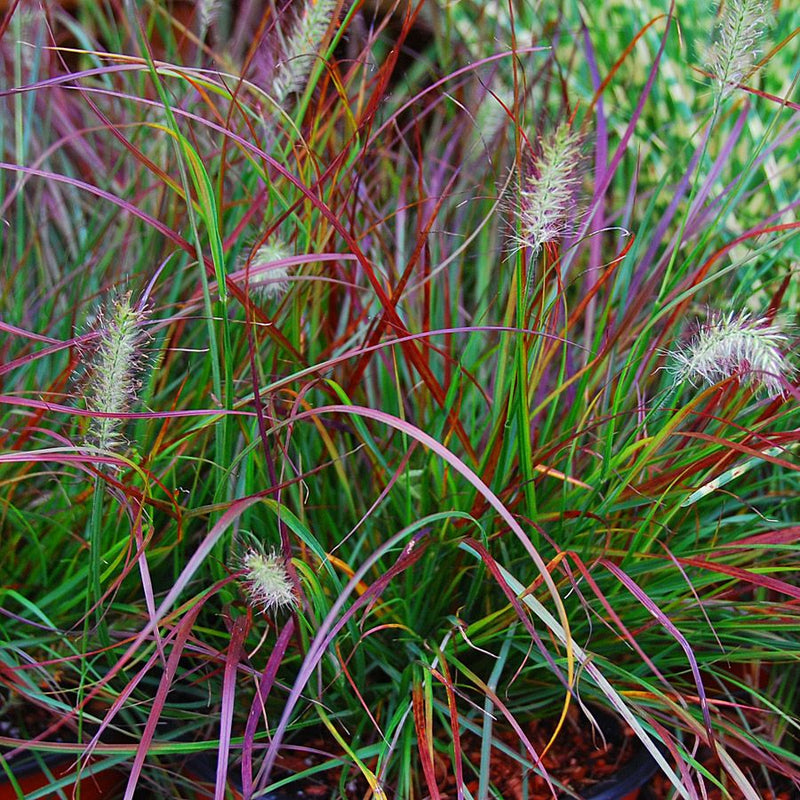 Burgundy Bunny Dwarf Fountain Grass plant from Rocky Knoll Farm