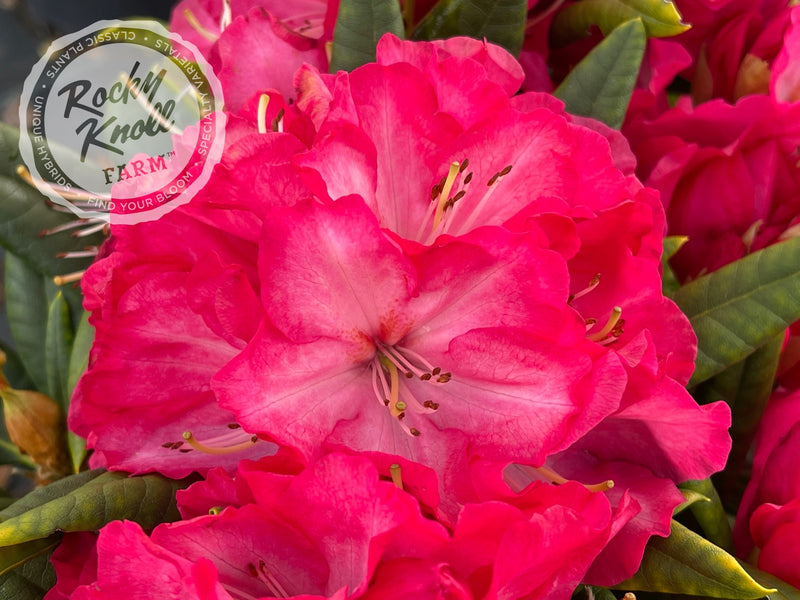 Lem's Fluorescent Pink - Rocky Knoll Farm