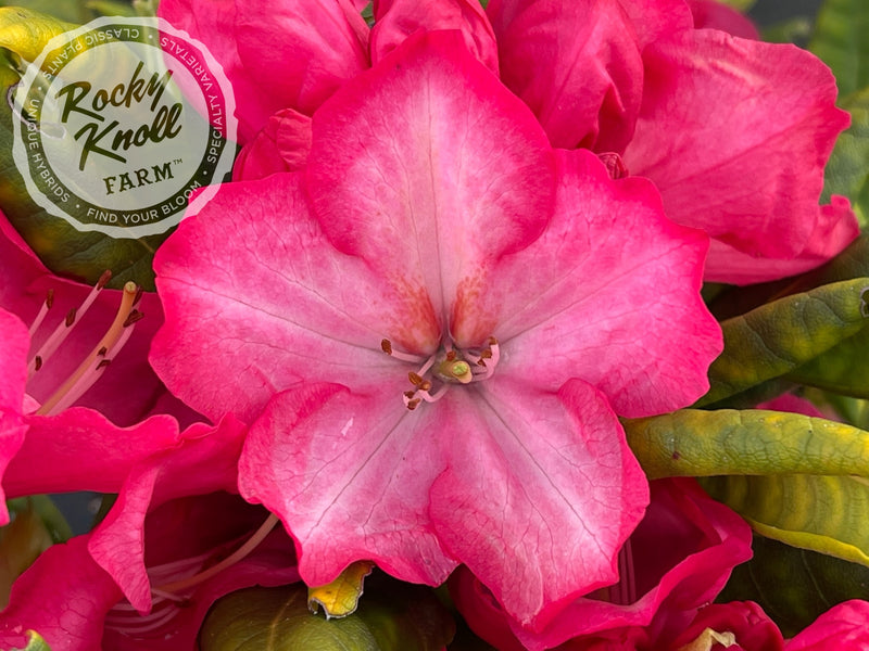 Lem's Fluorescent Pink plant from Rocky Knoll Farm