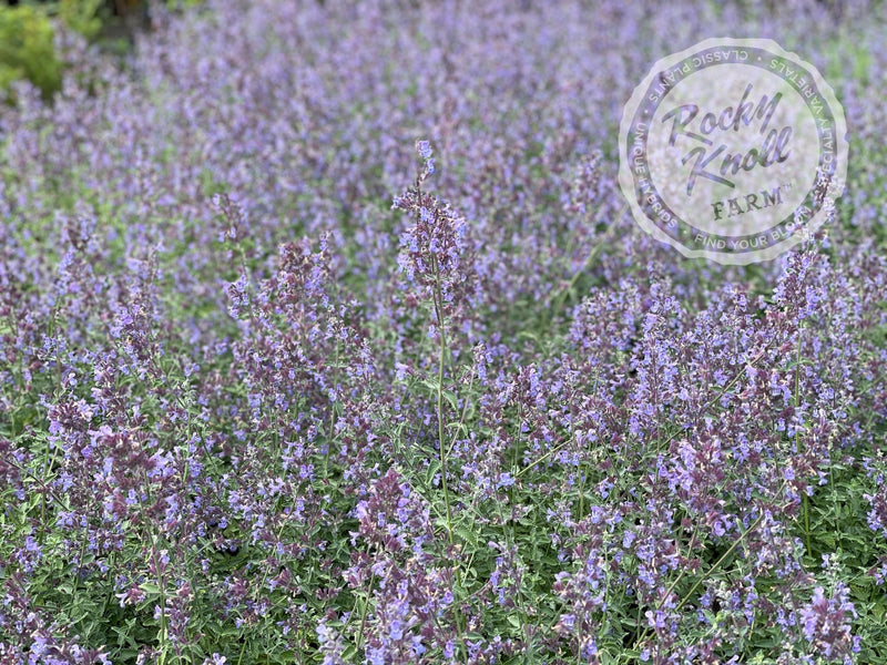 Nepeta Walker's Low Catmint plant from Rocky Knoll Farm
