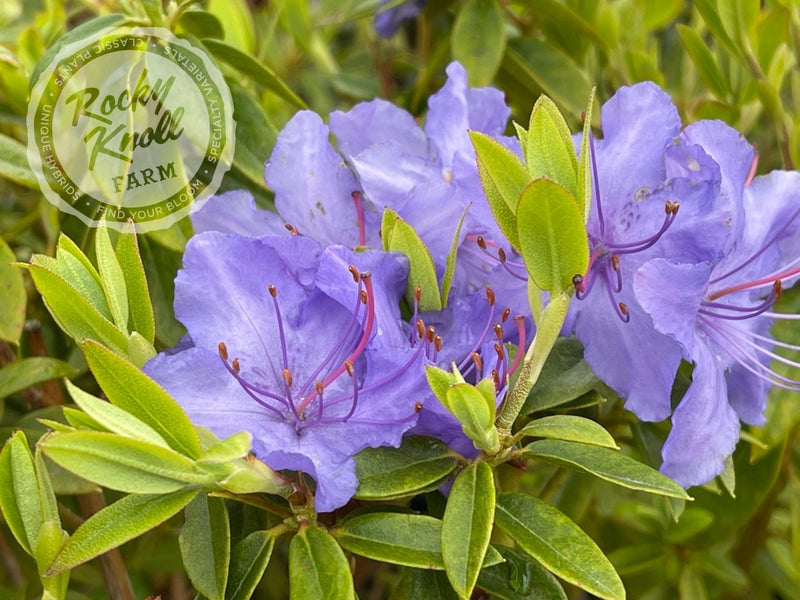Bluebird (aka Blue Bird) plant from Rocky Knoll Farm
