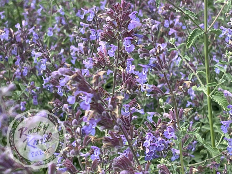 Nepeta Walker's Low Catmint plant from Rocky Knoll Farm
