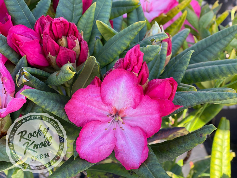 Lem's Fluorescent Pink - Rocky Knoll Farm