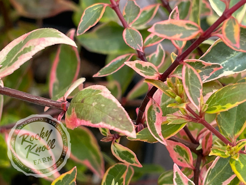 Abelia - Sunshine Daydream plant from Rocky Knoll Farm