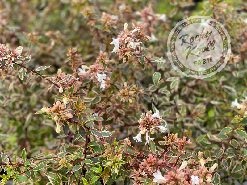 Abelia - Sunshine Daydream plant from Rocky Knoll Farm