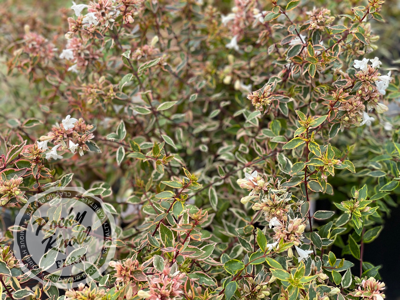 Abelia - Sunshine Daydream - Rocky Knoll Farm