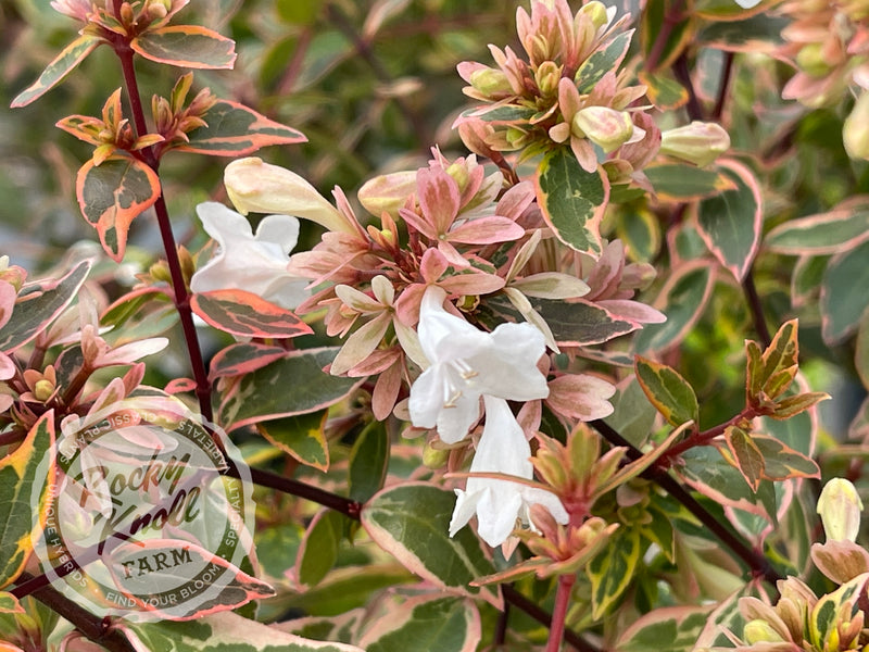 Abelia - Sunshine Daydream plant from Rocky Knoll Farm