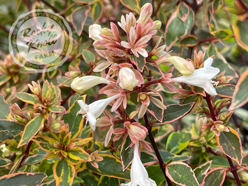 Abelia - Sunshine Daydream plant from Rocky Knoll Farm
