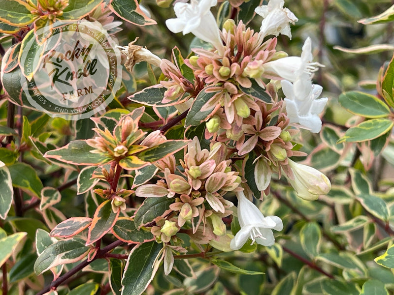 Abelia - Sunshine Daydream plant from Rocky Knoll Farm