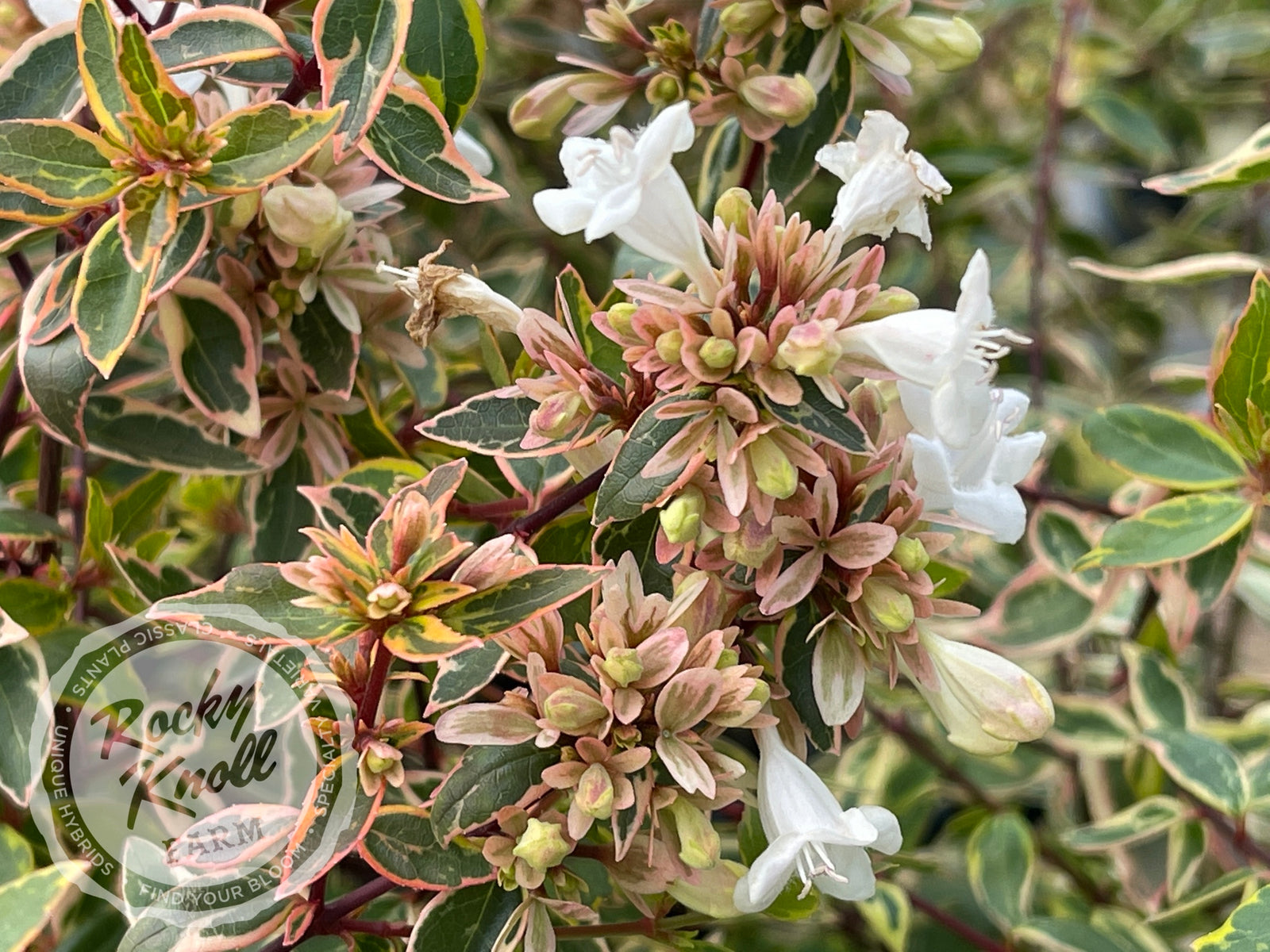 abelia confetti plant Abelia x grandiflora 'Sunshine Daydream'