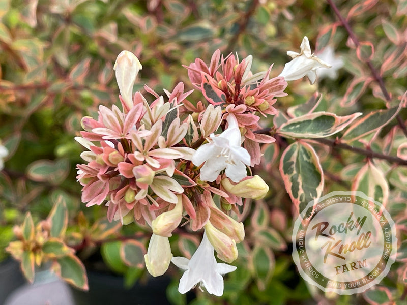 Abelia - Sunshine Daydream plant from Rocky Knoll Farm