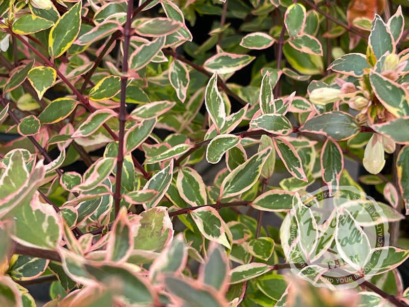 Abelia - Sunshine Daydream plant from Rocky Knoll Farm