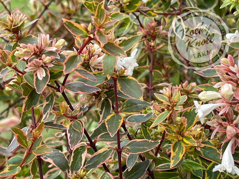 Abelia - Sunshine Daydream plant from Rocky Knoll Farm