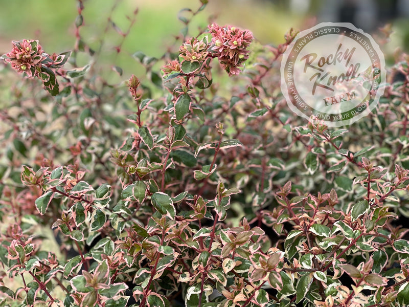 Abelia - Magic Daydream plant from Rocky Knoll Farm