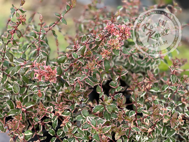 Abelia - Magic Daydream plant from Rocky Knoll Farm