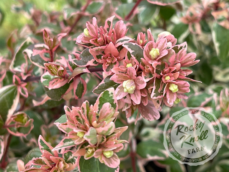 Abelia - Magic Daydream plant from Rocky Knoll Farm