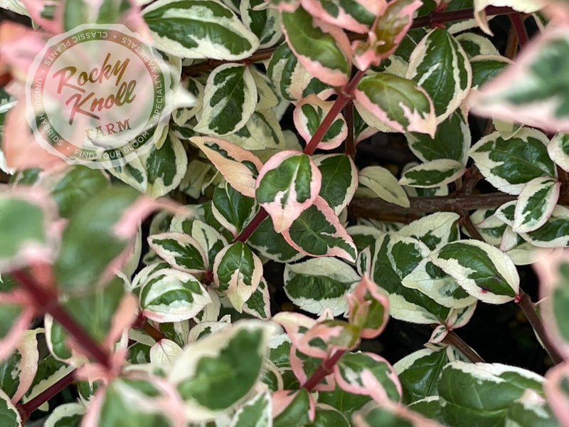 Abelia - Magic Daydream plant from Rocky Knoll Farm