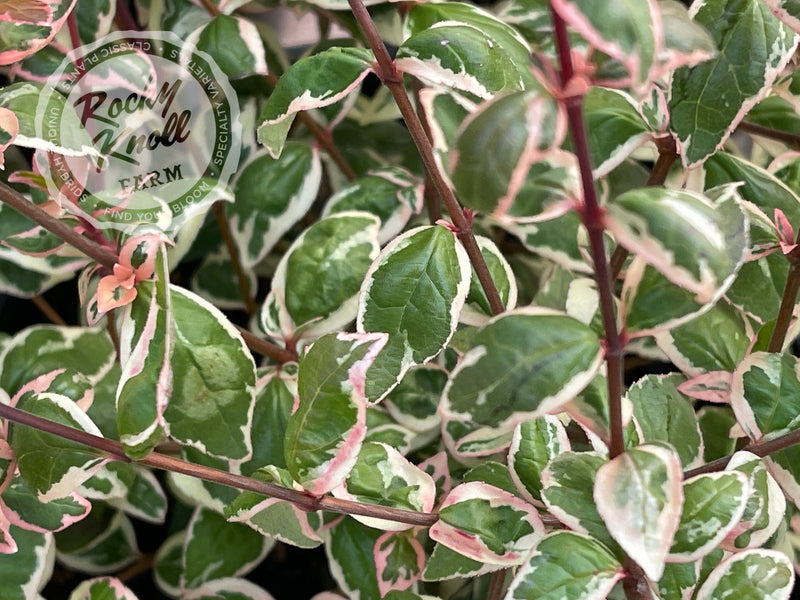 Abelia - Magic Daydream plant from Rocky Knoll Farm