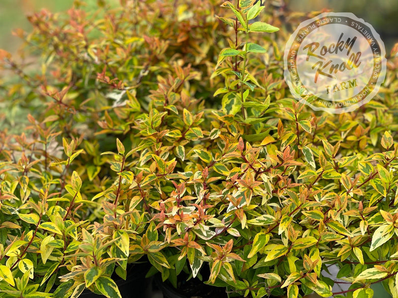 Abelia - Kaleidoscope plant from Rocky Knoll Farm