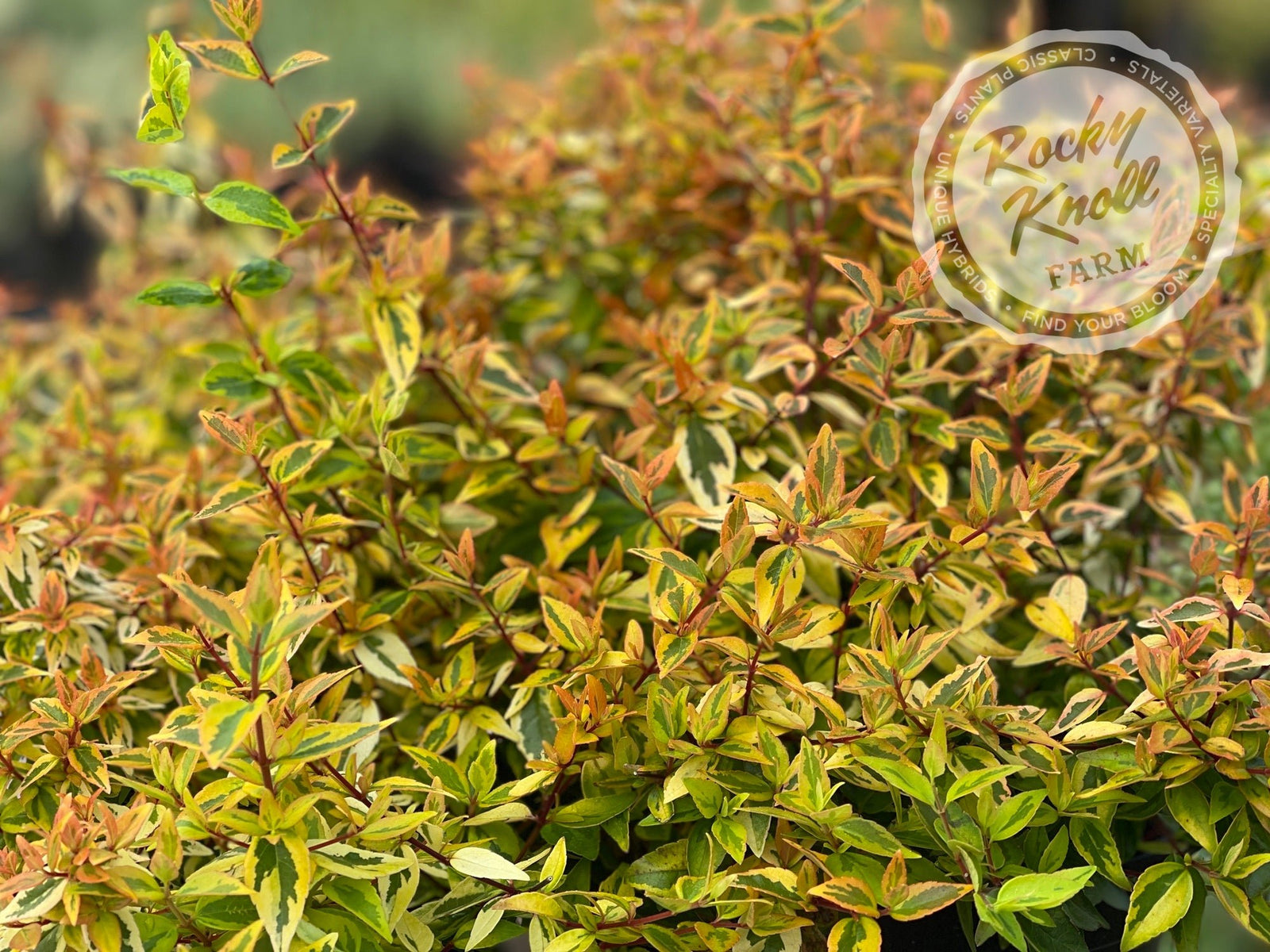 kaleidoscope abelia plant Abelia - Kaleidoscope
