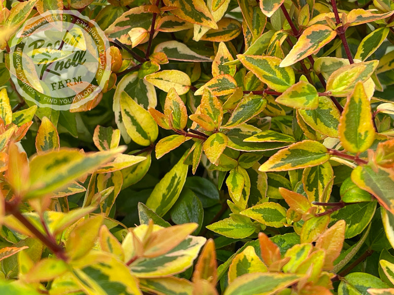 Abelia - Kaleidoscope plant from Rocky Knoll Farm
