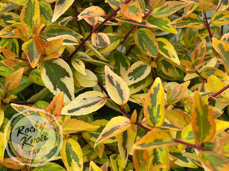 Abelia - Kaleidoscope plant from Rocky Knoll Farm