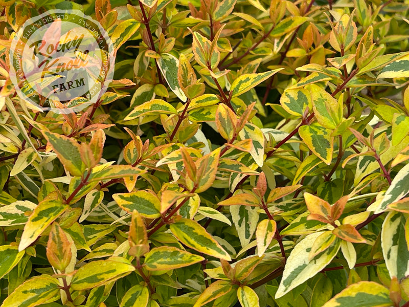 Abelia - Kaleidoscope plant from Rocky Knoll Farm