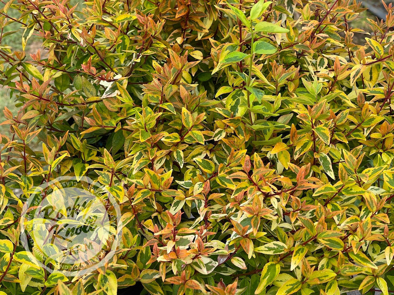 Abelia - Kaleidoscope plant from Rocky Knoll Farm