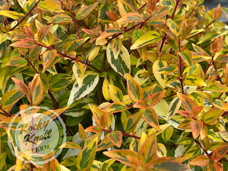 Abelia - Kaleidoscope plant from Rocky Knoll Farm