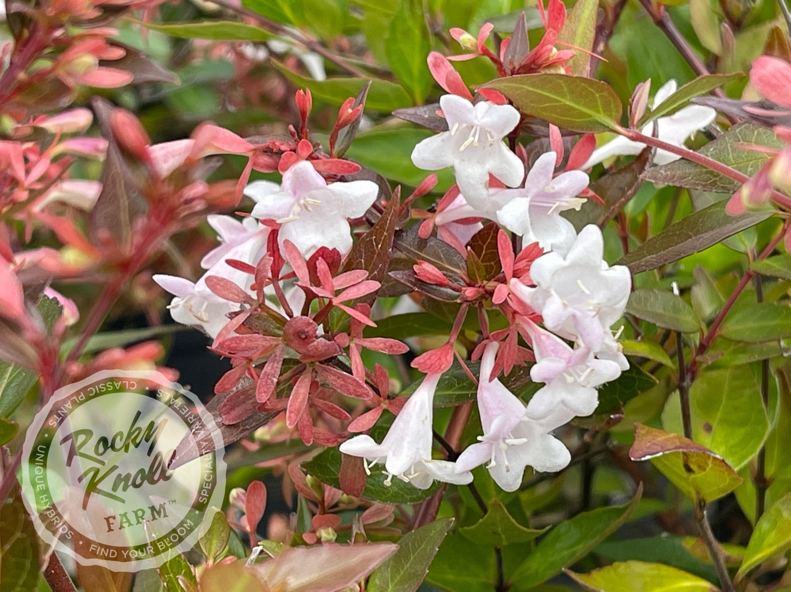 Abeliagrandiflora7_1600x.jpg?v