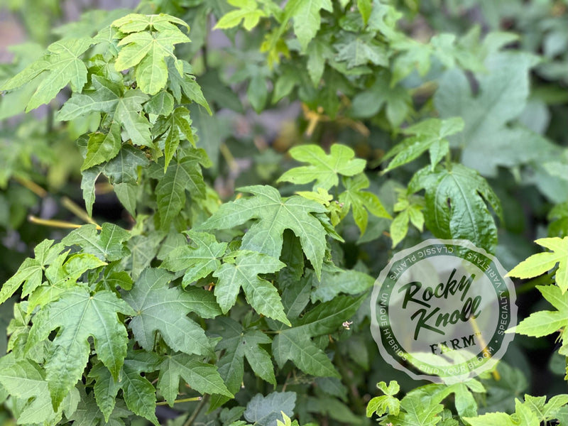 Abutilon - Tiger Eye Flowering Maple plant from Rocky Knoll Farm