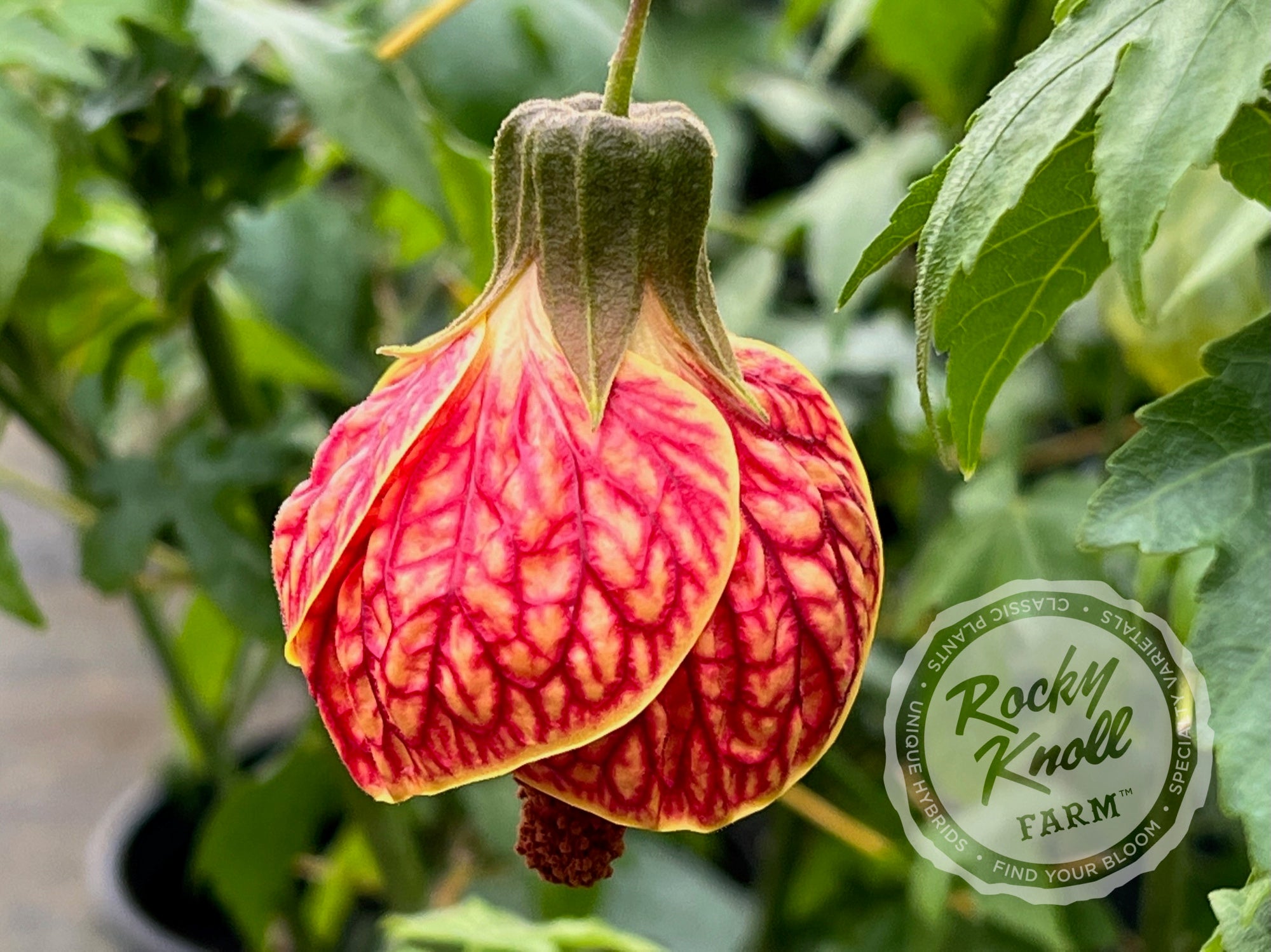 Tiger Eye Flowering Maple