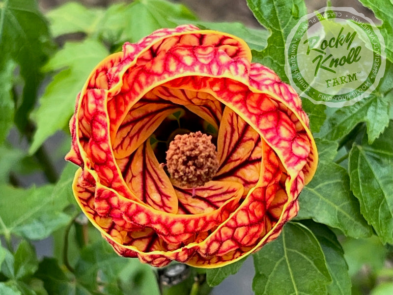 Abutilon - Tiger Eye Flowering Maple plant from Rocky Knoll Farm