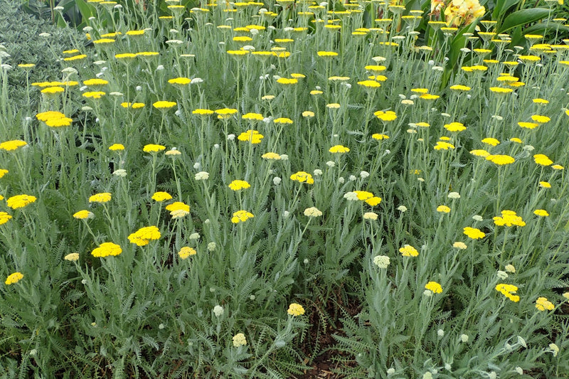 Achillea Little Moonshine plant from Rocky Knoll Farm