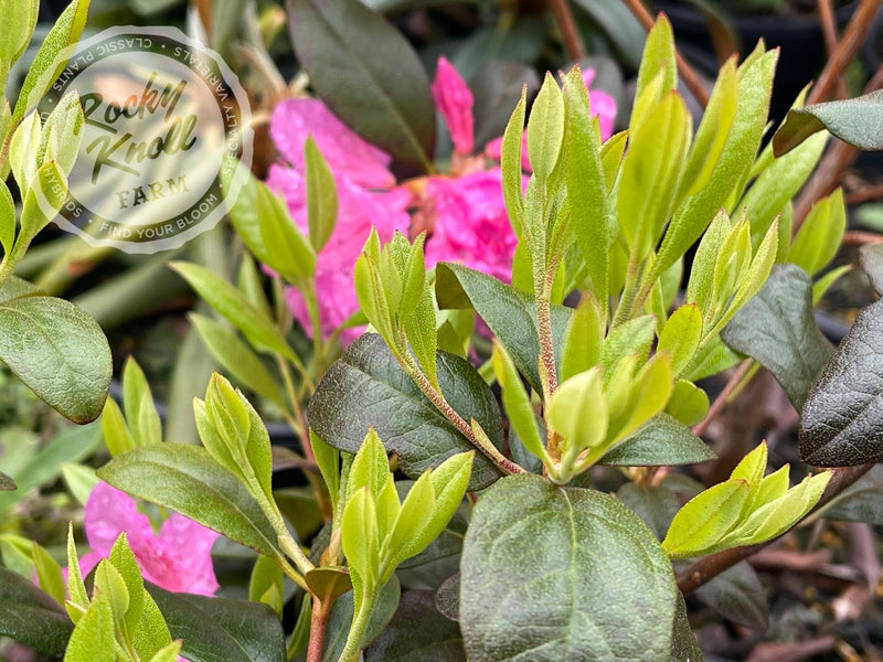 Aglo (Weston's Aglo) plant from Rocky Knoll Farm