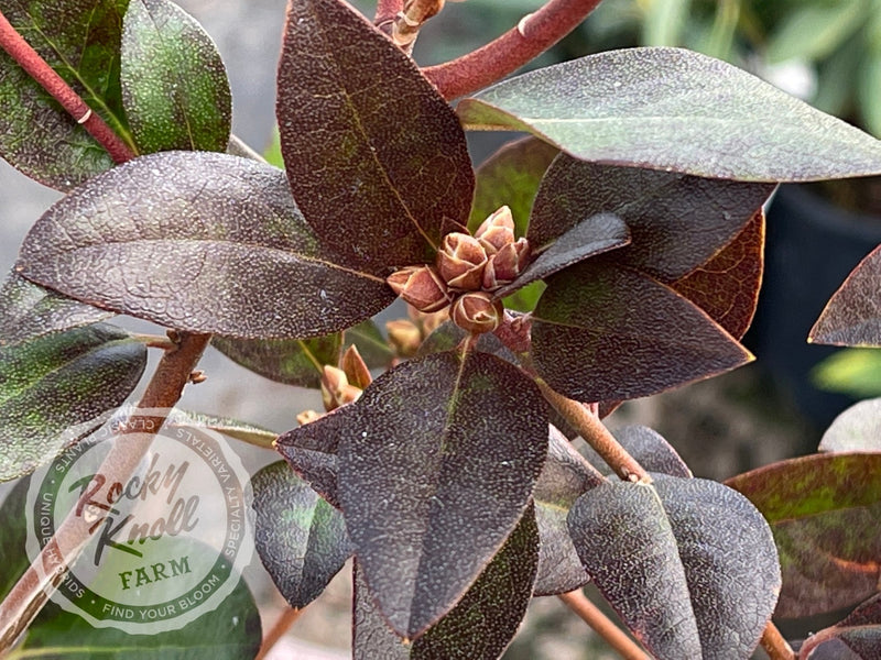 Aglo (Weston's Aglo) plant from Rocky Knoll Farm
