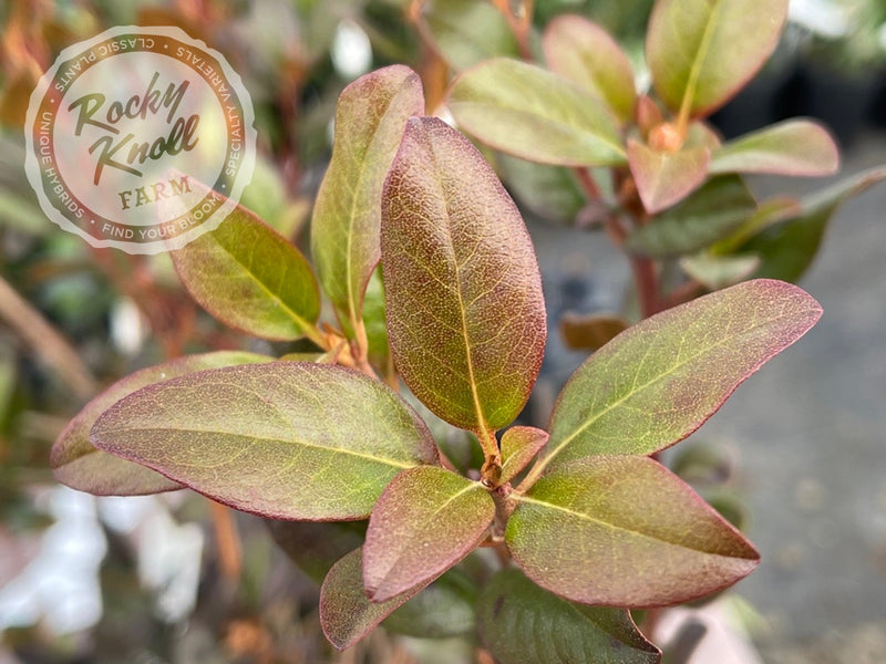 Aglo (Weston's Aglo) plant from Rocky Knoll Farm